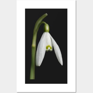 The Snowdrop Posters and Art